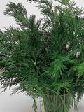 Dill